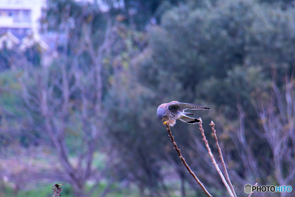 チョウゲンボウ