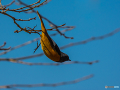 ダイビング(^^)/