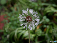 庭の花　タンポポ