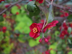 ボケはいつも艶やかです＾＾