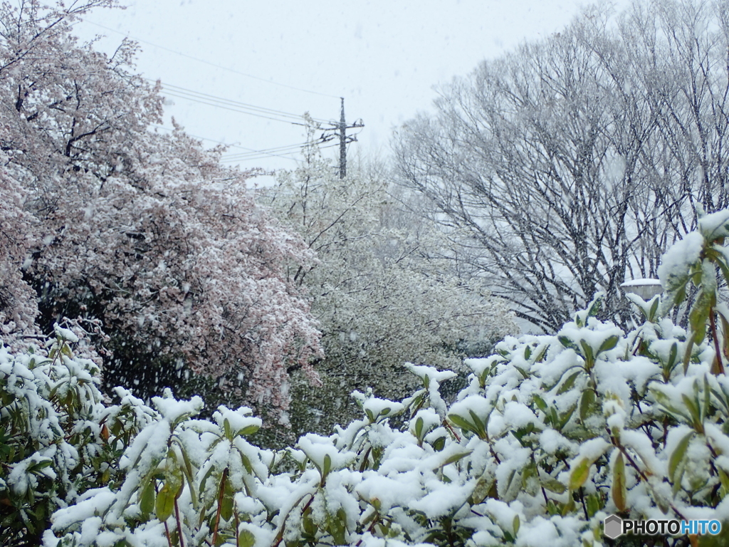 花見雪