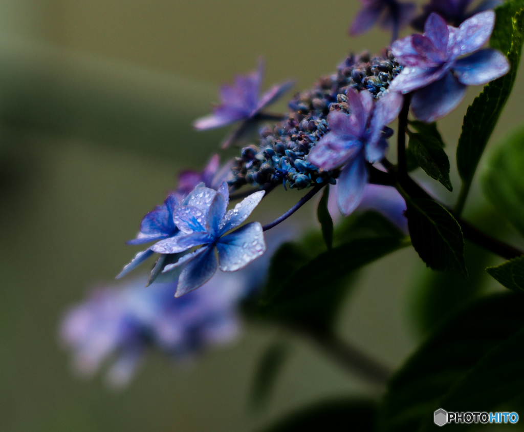霧雨に濡れて(^^♪