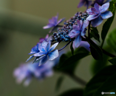 霧雨に濡れて(^^♪