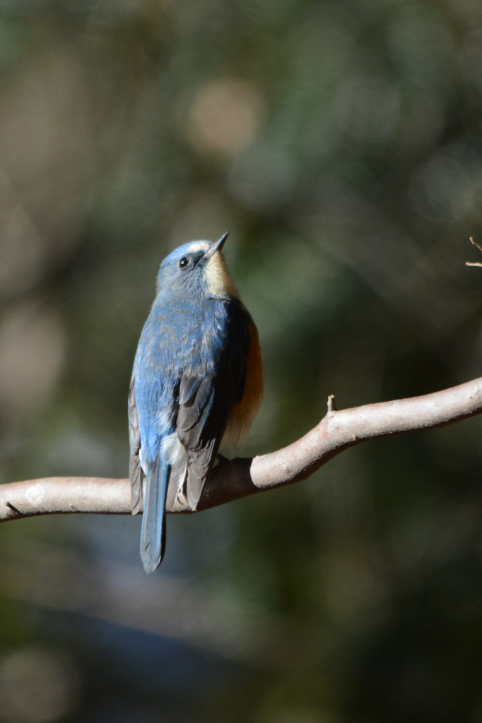 何を見上げているのかな？