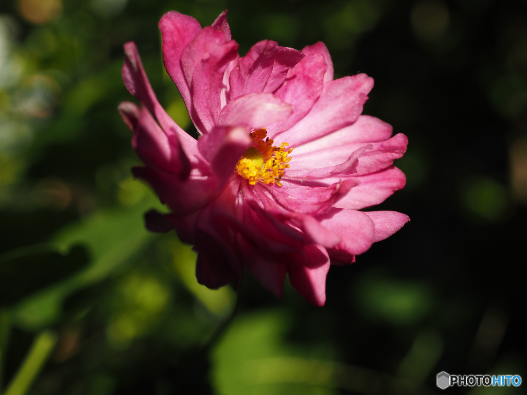 庭の花　八重のシュウメイギク