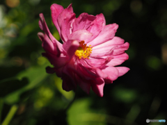 庭の花　八重のシュウメイギク