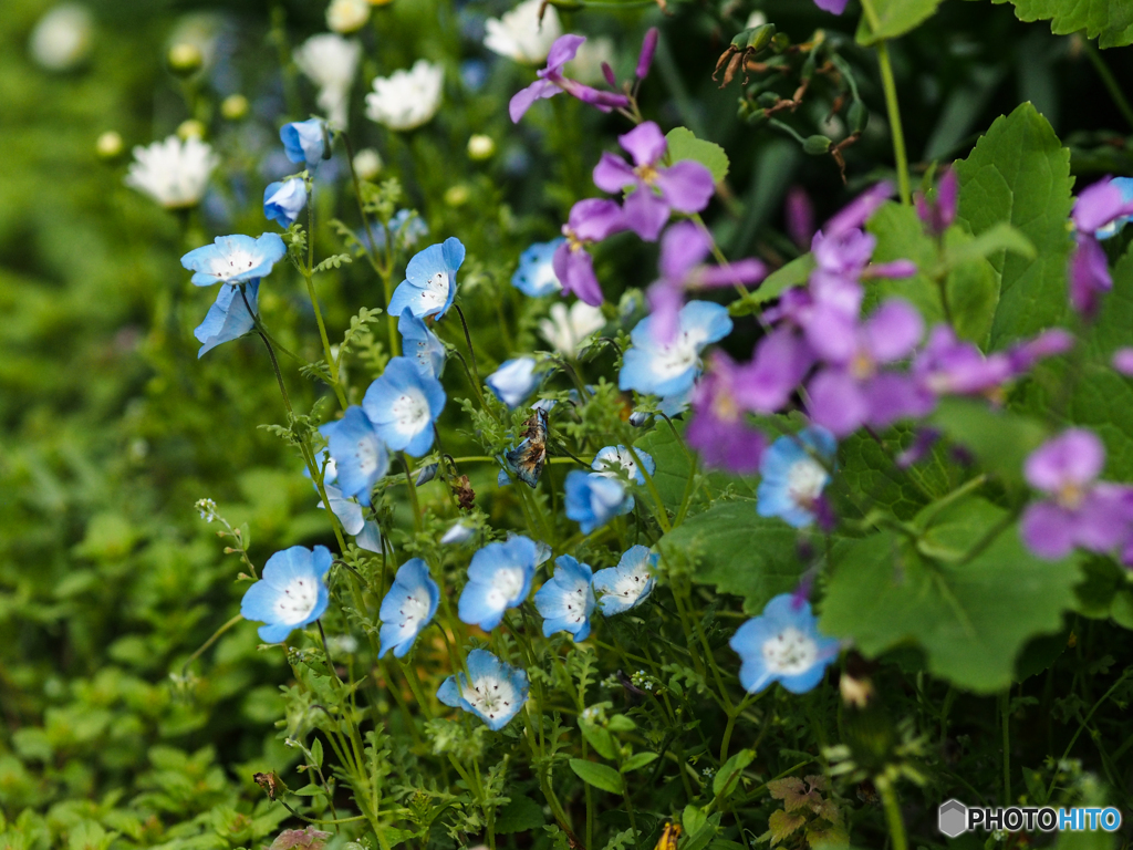 庭の花園