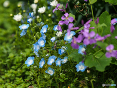 庭の花園