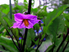 茄子の季節(^_-)-☆