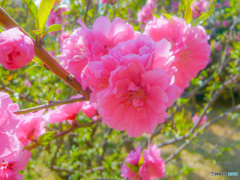 はなももかな？