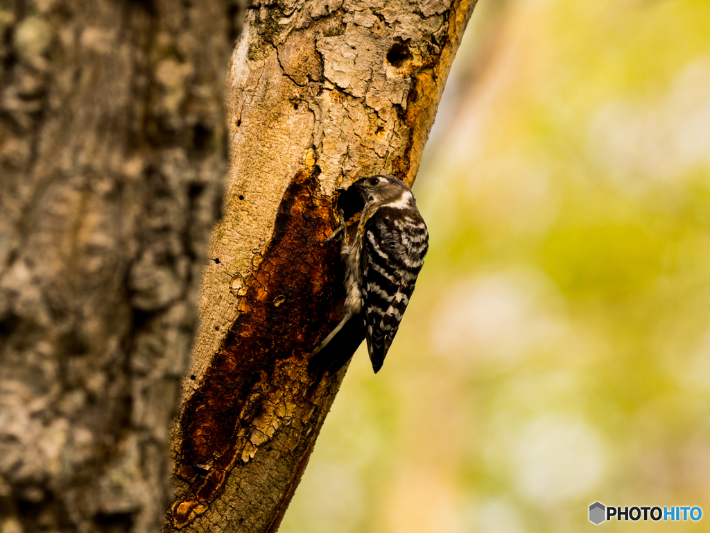 コゲラ　巣穴作成中(^^♪