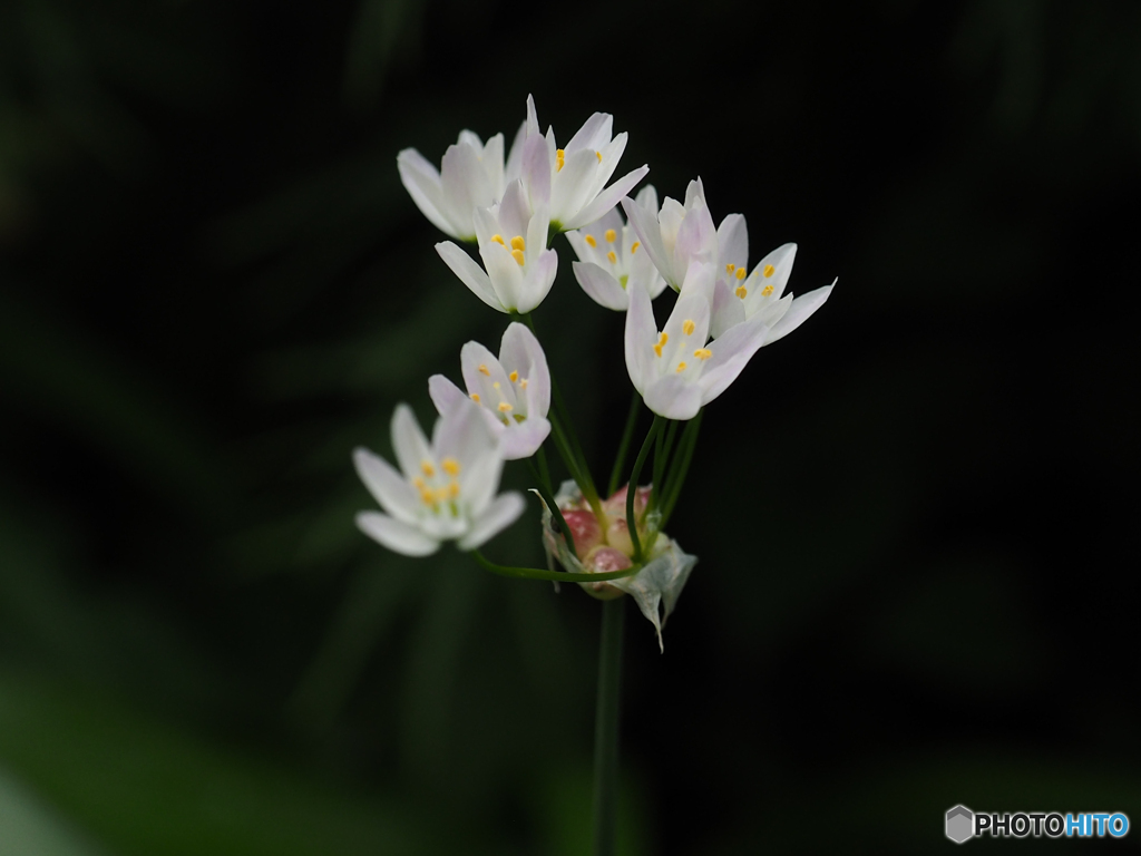 庭の花