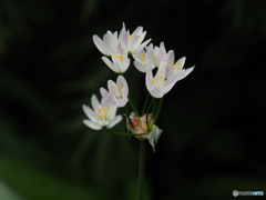 庭の花