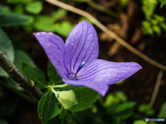 庭の花　キキョウ