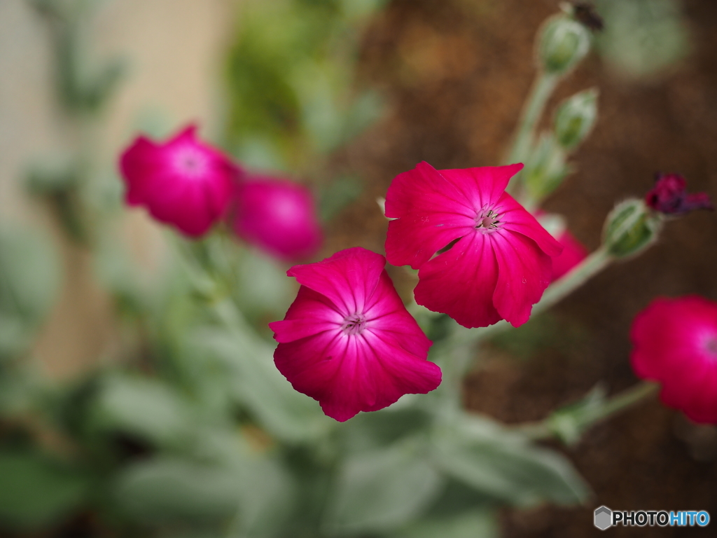 庭の花　第7段