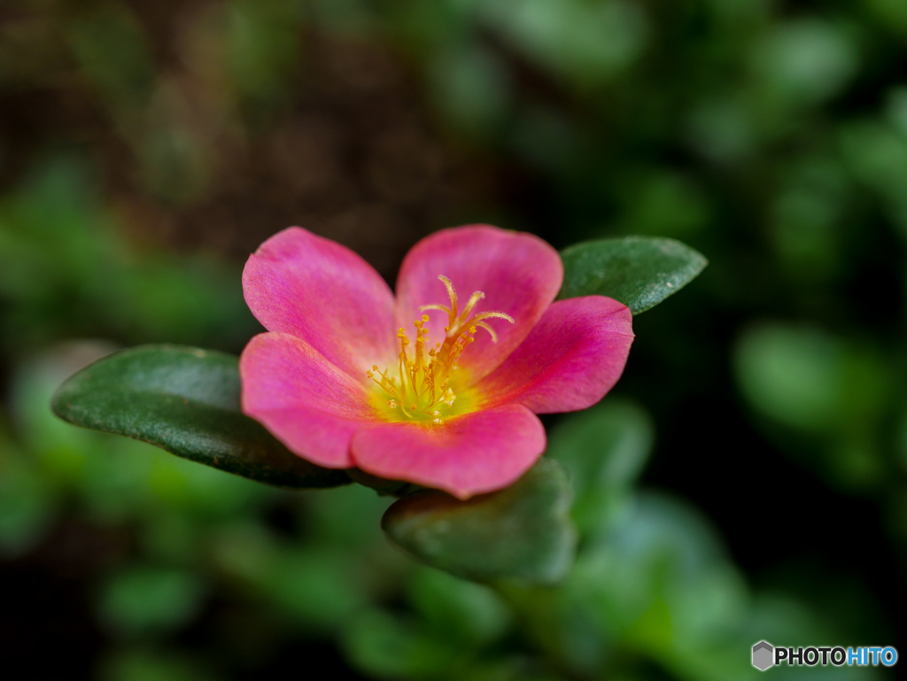 庭の花　ポーチュラカ