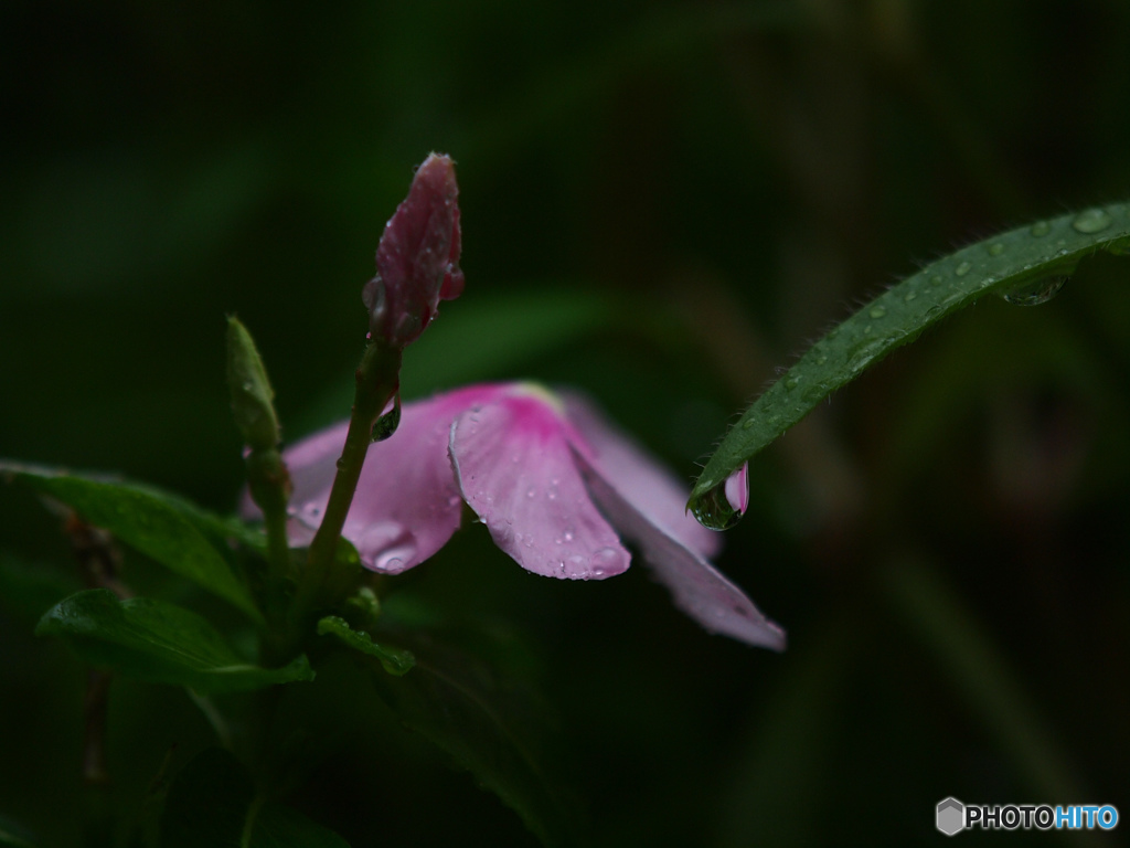 庭の花-雨です(>_<)