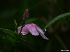 庭の花-雨です(>_<)