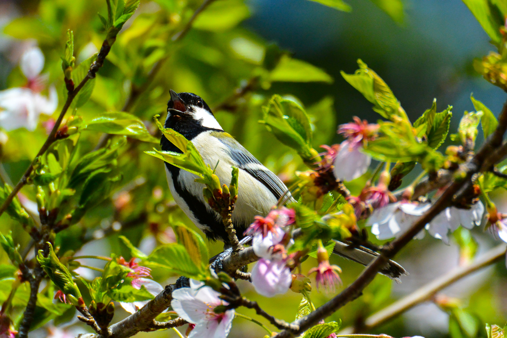 葉桜とシジュウカラ(^^♪