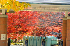 休園日でした(>_<)