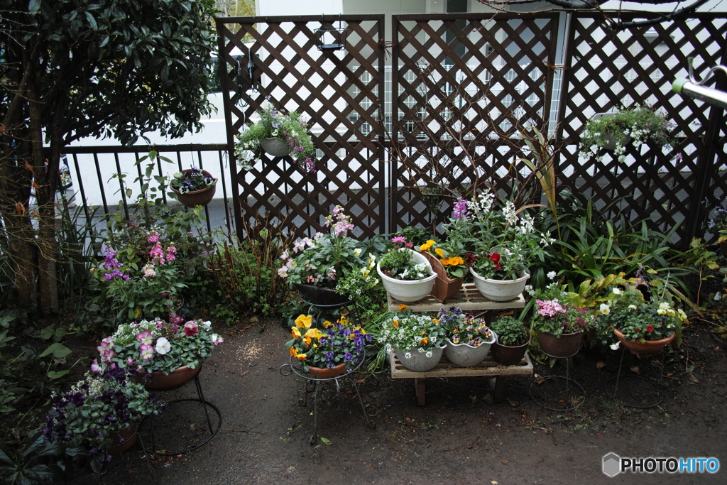 庭の花-4