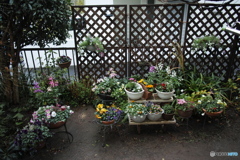 庭の花-4