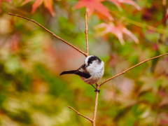 紅葉のエナガッチ！