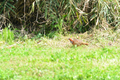 コジュケイです(^_-)-☆