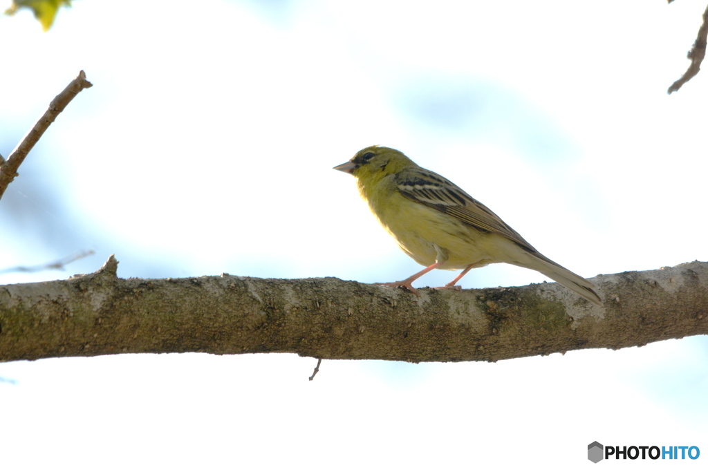 ノジコも居ました＾＾