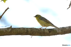 ノジコも居ました＾＾