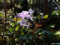 庭の花