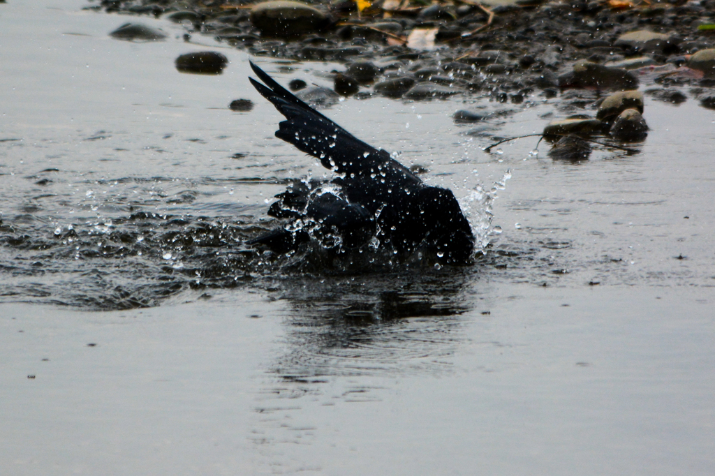 カラスの行水