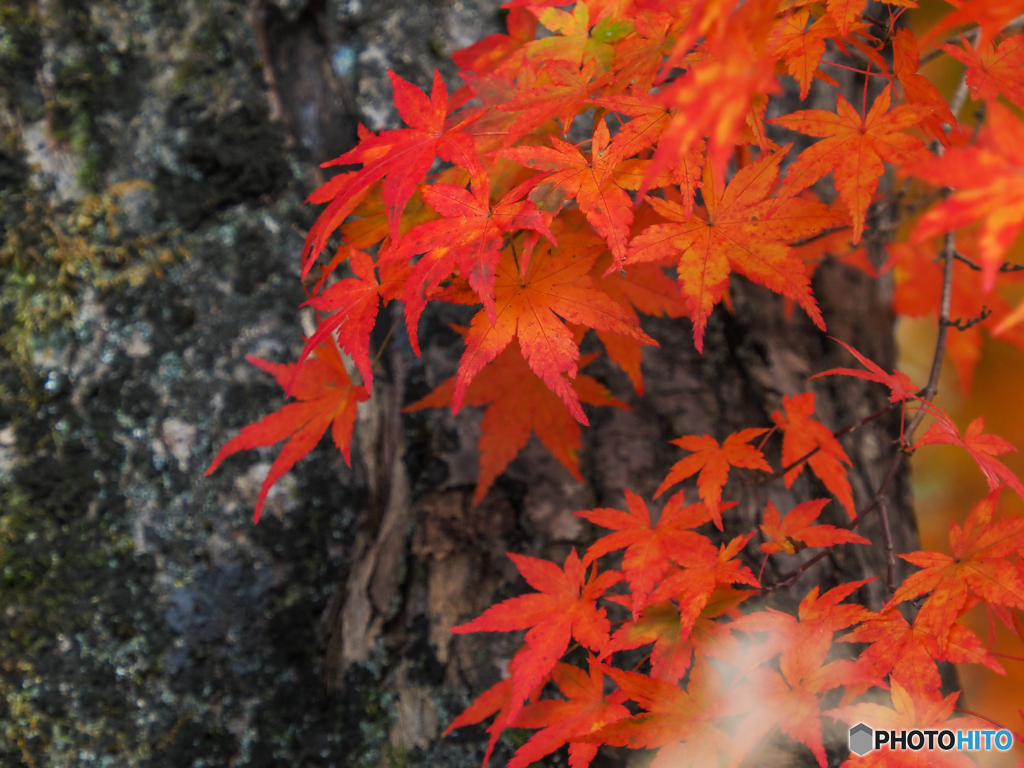 紅葉