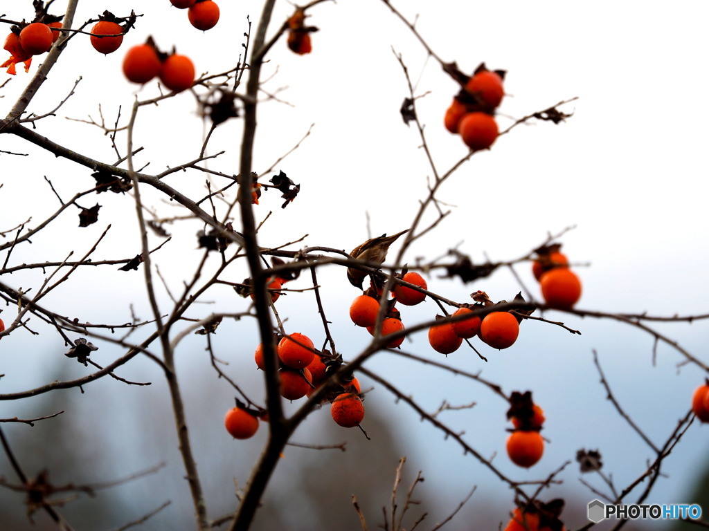 すずめと柿