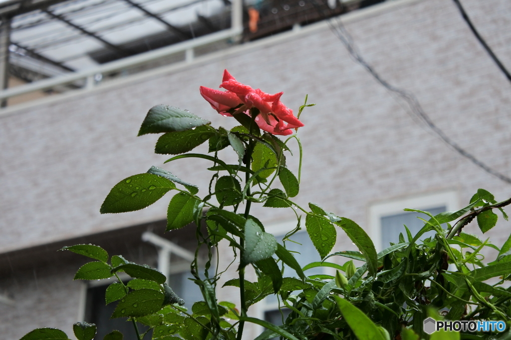 雨に咲く花(^^♪