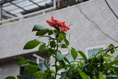 雨に咲く花(^^♪