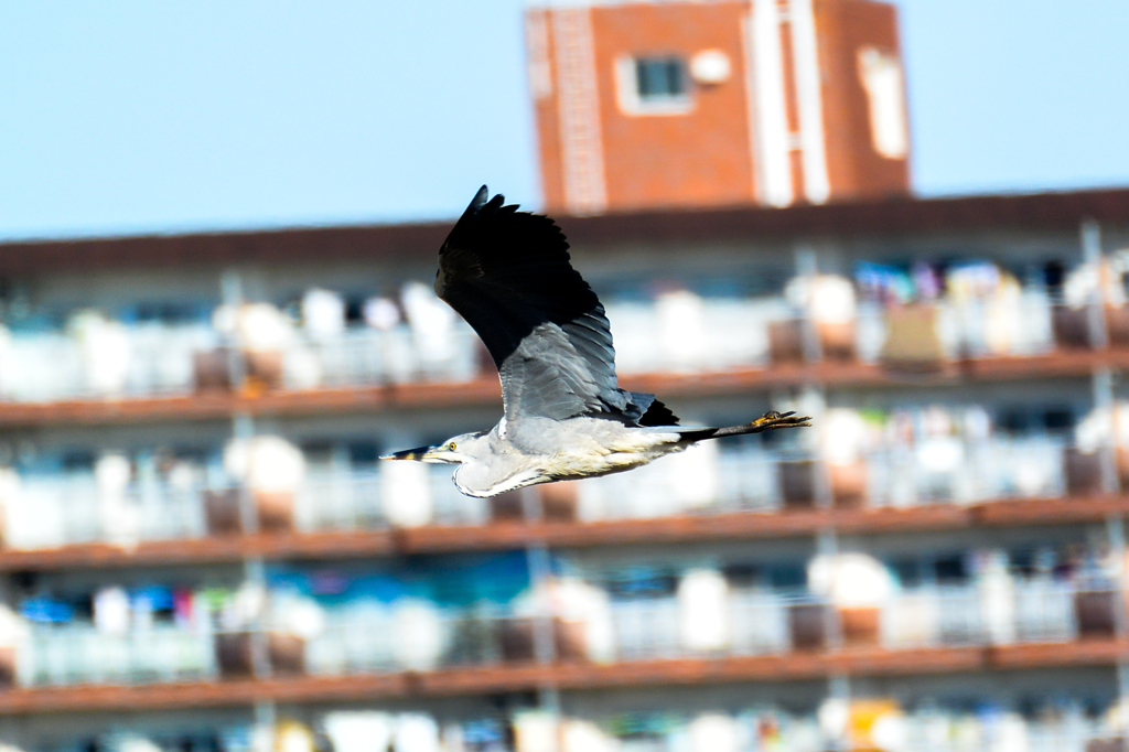 都会のアオサギ？