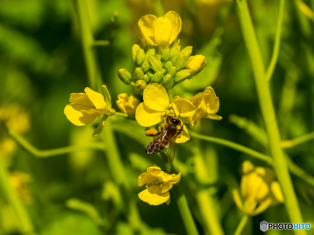 菜の花とハチ