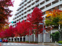 紅葉です＾＾