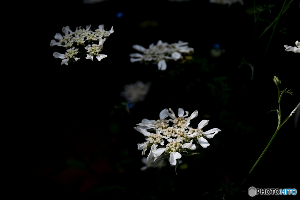 庭の花　何かな？