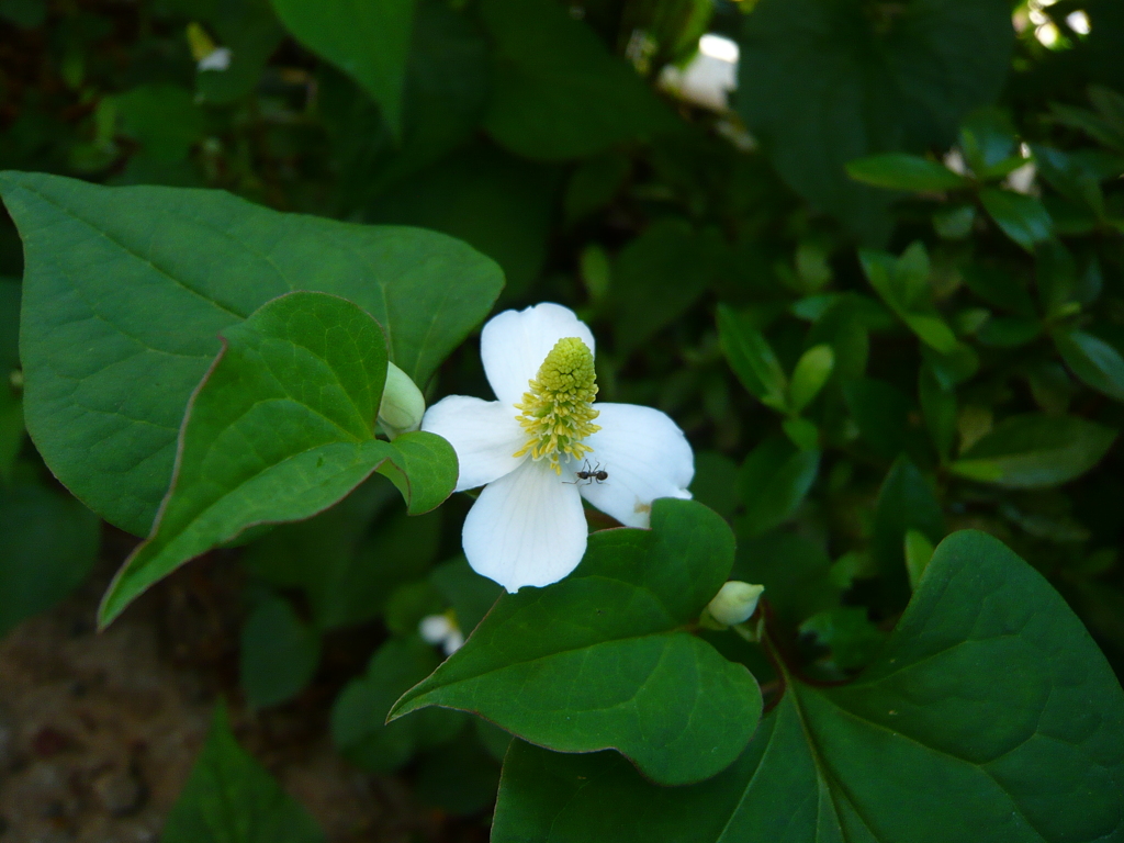 庭の花　おまけ～