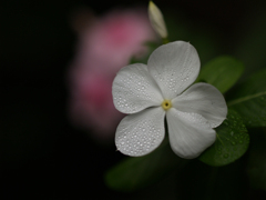 庭の花