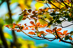 雨の紅葉