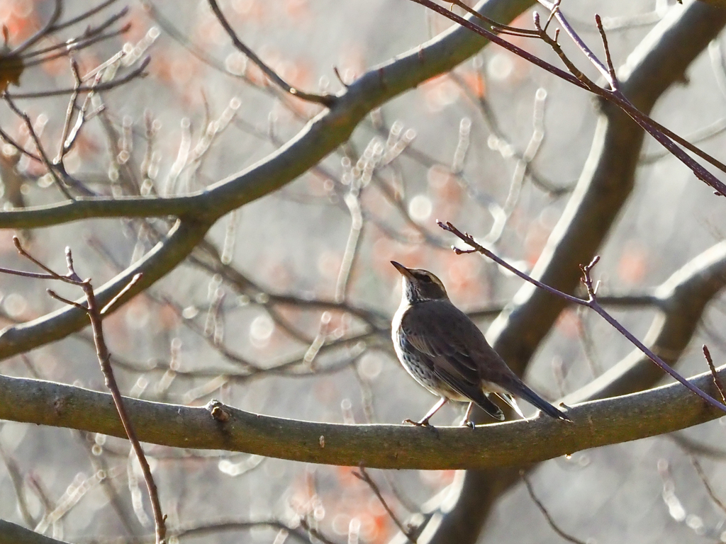 新年鳥見