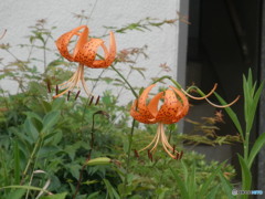 鬼百合