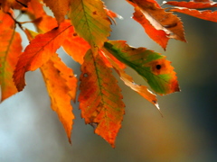 初冬の紅葉