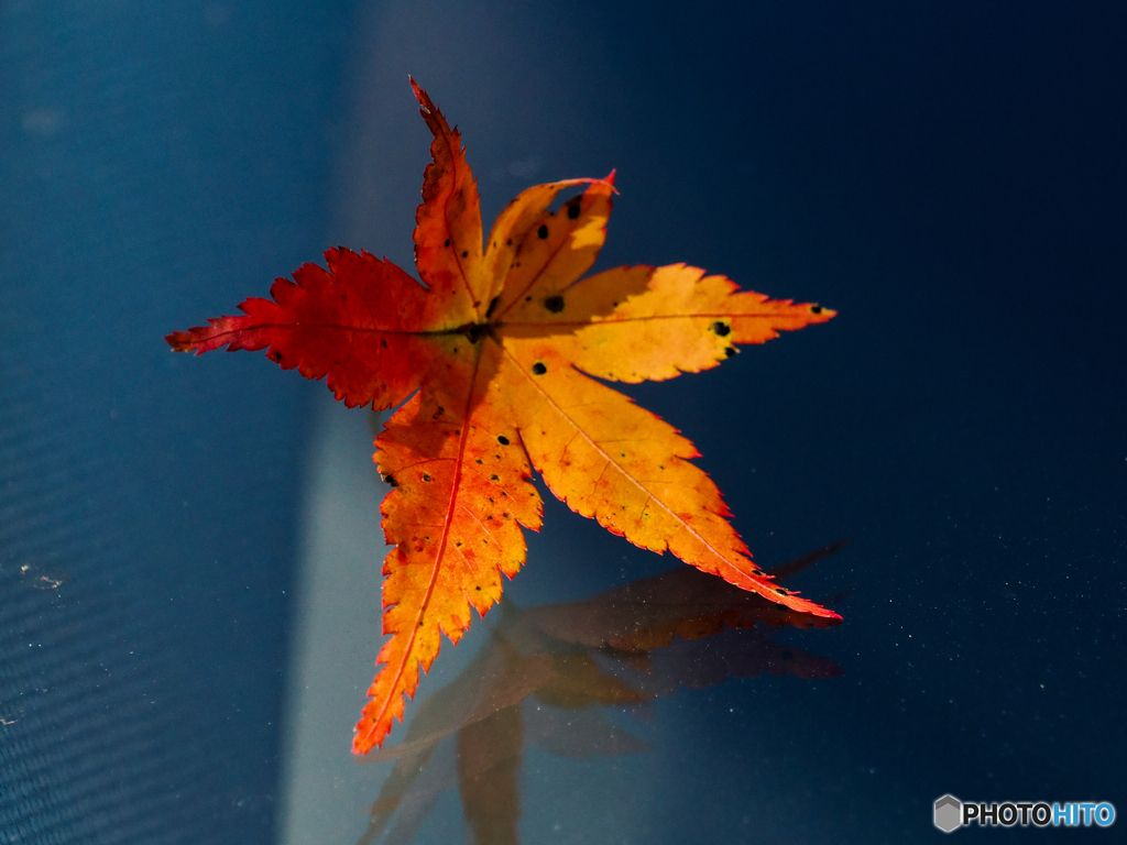 フロントガラスの紅葉