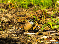 ホオジロ、食事中(*^^)v