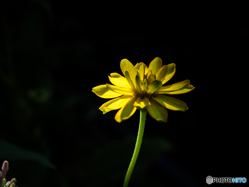 庭の花