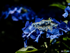 晴れ間のアジサイ(*^^)v